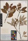 Foto von Salix caprea L.